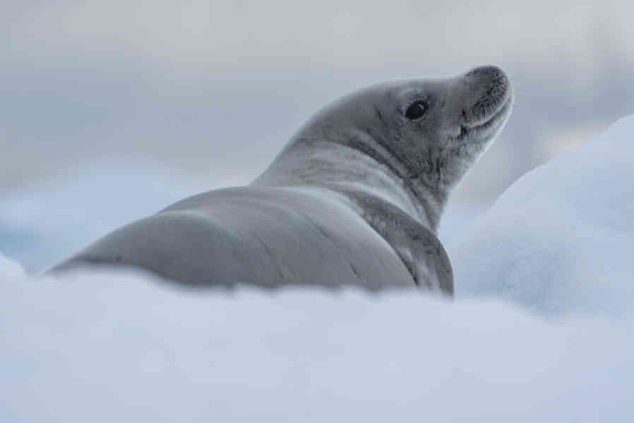 Foca de Weddell - Antártida 10.jpg